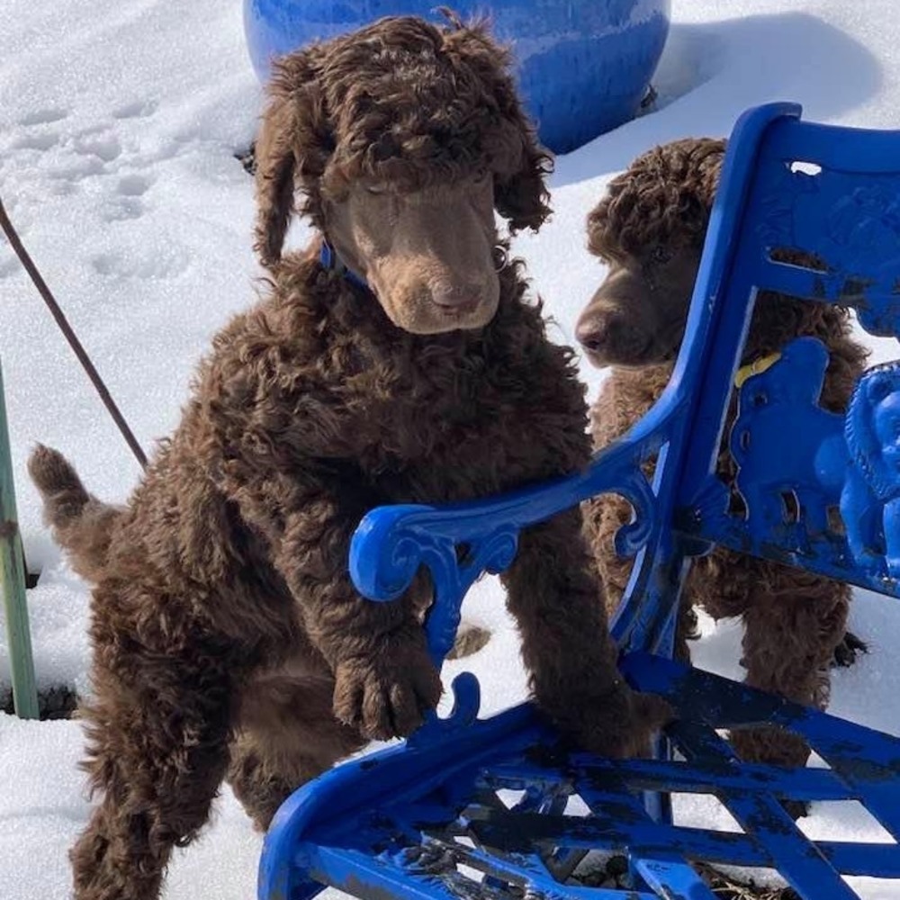 Meet your Posher, Marlene